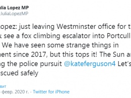 В здание парламента Великобритании забежала лиса и попыталась подняться по эскалатору