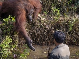 Орангутанг пришел на помощь человеку в реке