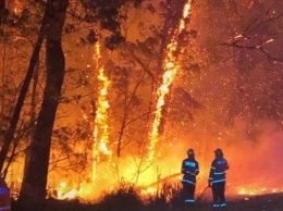 Ливень в Австралии потушил лес, который горел 74 дня