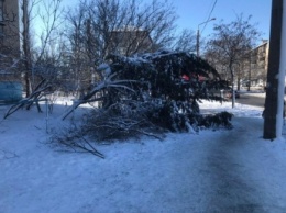 Старшая по дому не дает срубить упавшее дерево (фото)