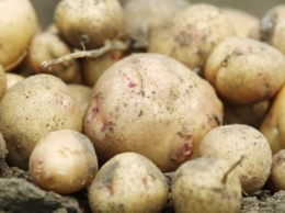 Польша начала импорт картофеля из России