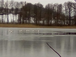 На Киевщине из льда спасли семь лебедей