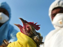 В Германии и Китае зафиксирована вспышка птичьего гриппа