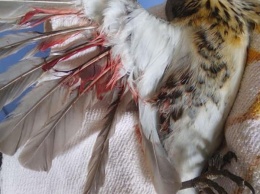 Птичку жалко! В Днепре спасают раненого павлогорадского дрозда