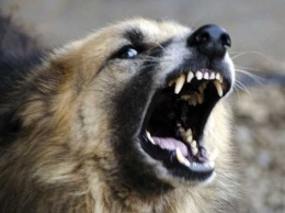 Полмиллиона за укус: в Николаевском суде рассматривают иск пострадавшей от бешеной собаки