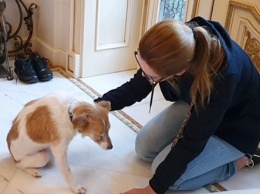 Новые подробности о слепой собаке из Никополя, которую выхаживает телеведущая Оксана Марченко