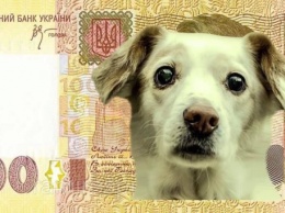 «Собак продали, теперь почки продавать?»: николаевцам пришли платежки за январь