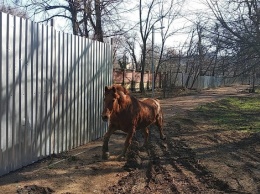 Из Одесского зоопарка ускакал конь, на котором возят еду для других зверей