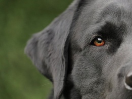 Ученые определили 10 самых умных пород собак (фото)