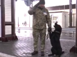 Отвечает на ''Слава Украине!'' Пограничники показали пса-патриота. Видео