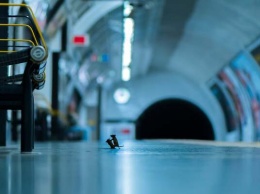 Фото драки мышей за еду в метро поразило мир. Удивительные кадры