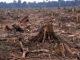Больше 100 000 гривен: "черные" лесорубы опять валили лес на Черниговщине