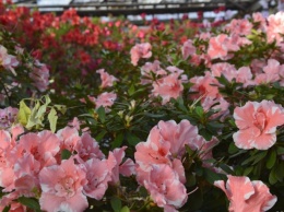 Ботанический сад Кривого Рога предлагает полюбоваться цветами за поцелуй
