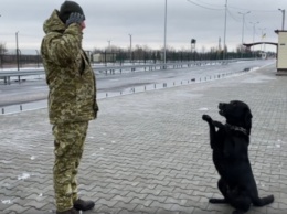 Пограничного пса научили отвечать на фразу "Слава Украине": милое видео