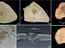 В Испании обнаружены свидетельства жестокости каменного века