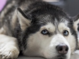 Плохая наследственность: ТОП-3 самых болезненных пород собак