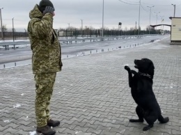 Как херсонский пес-пограничник отвечает на приветствие "Слава Украине!"