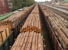 Лес рубят вагонами, потерь на миллиарды: что нашли в работе лесхозов Украины