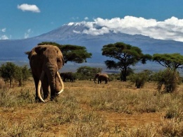 В Кении умер знаменитый слон Тим