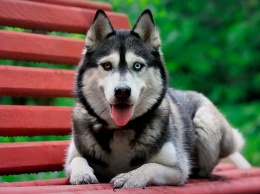 ТОП-3 породы собак, которые сочетают в себе красоту и интеллект