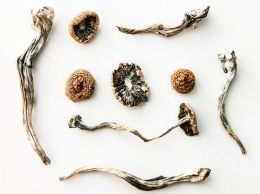 Лечение грибами: является ли психоделическая медицина будущим терапии?