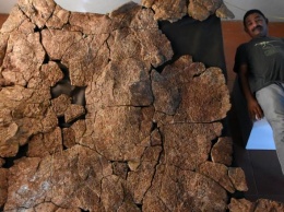 Ученые нашли останки гигантской черепахи, возрастом 10 млн лет