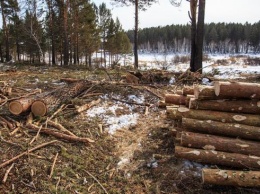 Днепряне просят спасти лес на одном из жилмассивов
