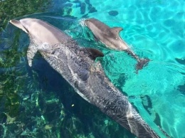 На Азовском море дельфины пользуясь отсутствием людей резвились на берегу: милое видео