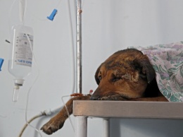 В Вологде участковый выстрелил в собаку и избил раненое животное