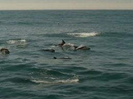 Погода сводит их сума: в Азовском море дельфины выбрасываются на берег. Видео