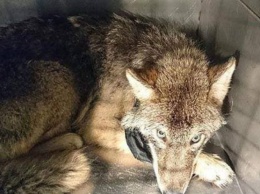Тонула во льду: рабочие спасли собаку, которая оказалась волком