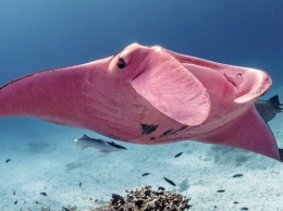 Фотолюбитель запечатлел единственного в мире розового ската