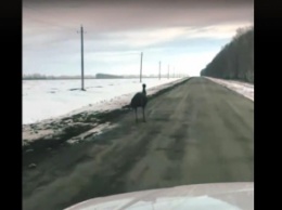 В России сняли бежавшего по зимней дороге страуса (видео)