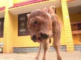 Двуликий теленок-мутант стал звездой в Индии