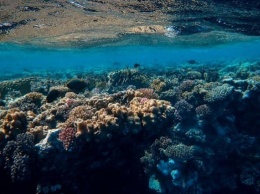 Коралловые рифы могут исчезнуть к 2100 году - ученые