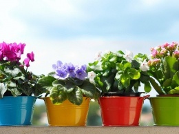Какие комнатные цветы вызывают аллергию: 5 растений, которым не место в доме