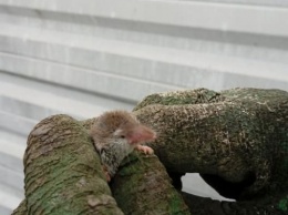 На запорожской пасеке зимовал краснокнижный грызун (ВИДЕО, ФОТО)