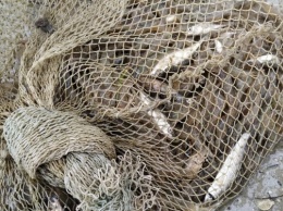 На Херсонщине пограничники обнаружили браконьерскую ловушку с креветкой и рыбой
