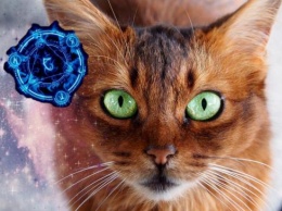 Кошка - хранительница судьбы: Как животное спасет от неприятностей