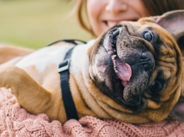 "Наглость - второе счастье": ТОП-3 породы собак, которые могут испортить вам жизнь