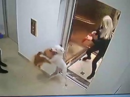 В лифте одесской многоэтажки бойцовская собака загрызла шпица