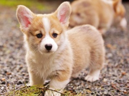 Названы самые дорогие породы собак в мире: "Озолотят и осчастливят"
