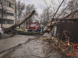 В Днепре на Янтарной упавшее дерево перегородило проезд