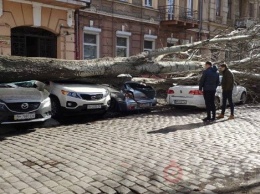 Деревья раздавили десятки машин в Одессе, а в припаркованный BMW прилетели копья