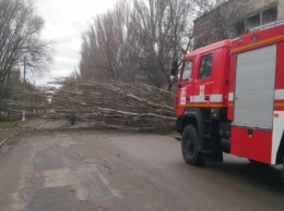 Ветер повалил как минимум 60 деревьев в Херсоне