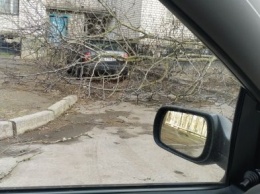 По улицам Николаева сегодня опасно перемещаться: сильный ветер валит деревья, гнет биллборды