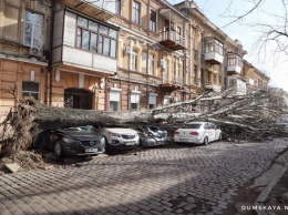 Ураган "Юлия" повалил в Одессе 400 деревьев