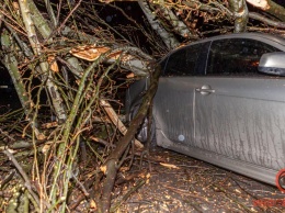 В Днепре на Феодосиевской дерево упало на машину и перекрыло проезд
