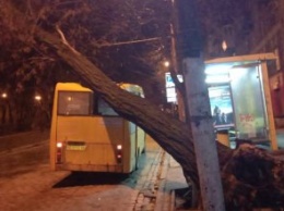 В центре Днепра на автобус с пассажирами упало дерево (ФОТО)