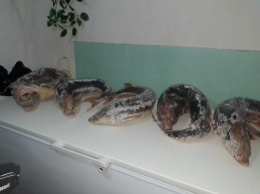 У жительницы Ленинского района нашли 34 кило краснокнижного осетра